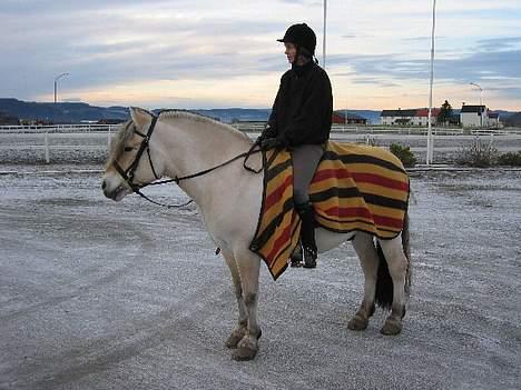 Fjordhest Bobby  billede 3