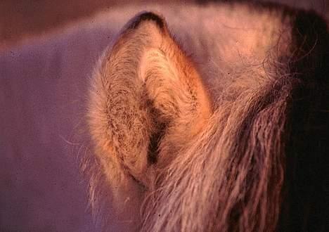 Fjordhest Bobby  billede 4