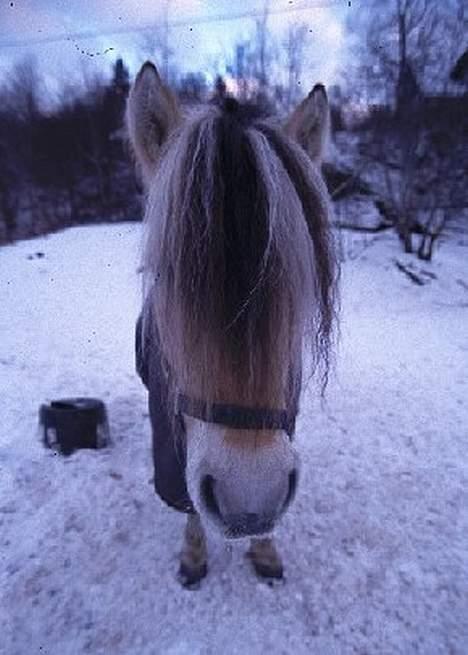 Fjordhest Bobby  billede 5