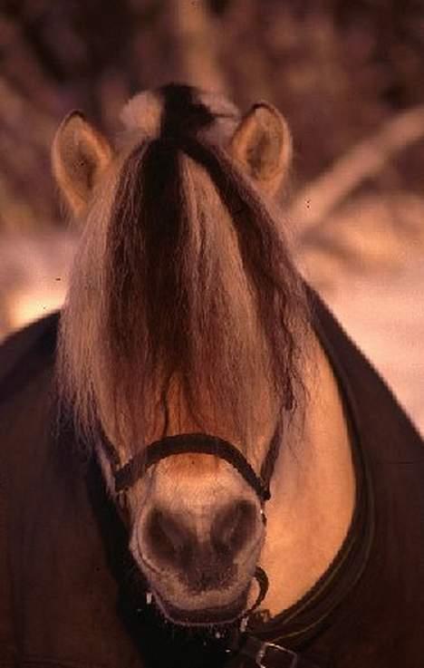 Fjordhest Bobby  billede 6