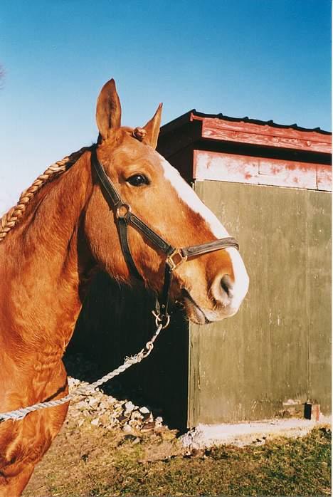 Frederiksborg Marco *Solgt til Norge* billede 6