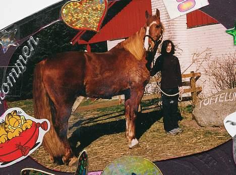 Frederiksborg Marco *Solgt til Norge* - havde lige fået ham samme dag billede 9