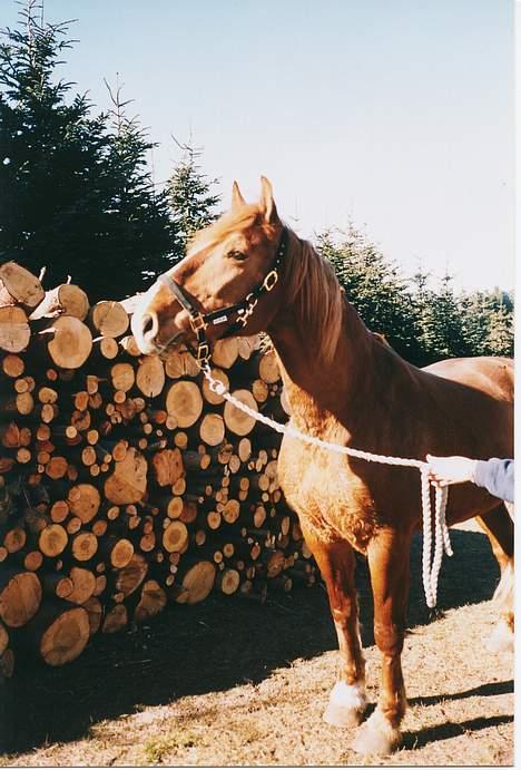 Frederiksborg Marco *Solgt til Norge* billede 10