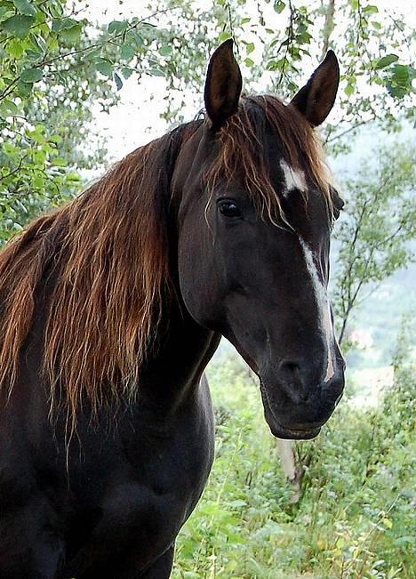 Shagya Araber (SH) Pasha db shagya 1830 billede 1