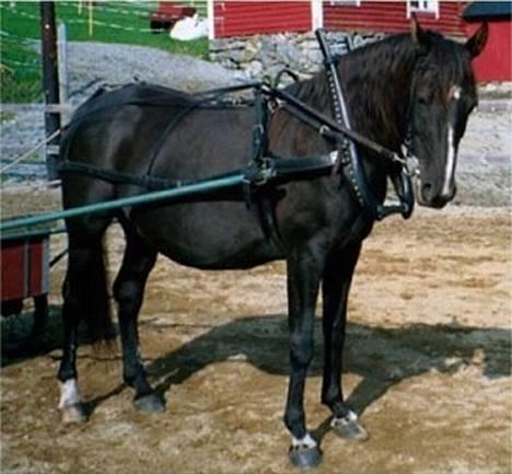 Shagya Araber (SH) Pasha db shagya 1830 - Pasha er også en flott kjørehest billede 2