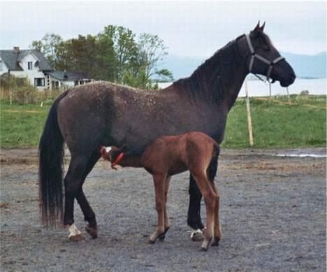 Shagya Araber (SH) Pasha db shagya 1830 - Pasha og Pandora billede 3