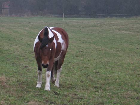 Pinto Pony Pocahontas - her har vi taget et billede af hende (på min fødselsdag) jeg var ude og ride på hende (: ! billede 1