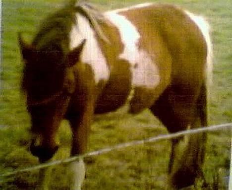 Pinto Pony Pocahontas - Billede er ikke så godt ! jeg tog nemlig billedet med webcam af det originale billede ! men på billede tygger hun på noget ! sikker græs , men det ser sjovt ud ! er hun ikk sød ? billede 2