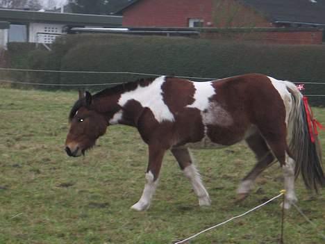 Pinto Pony Pocahontas billede 3