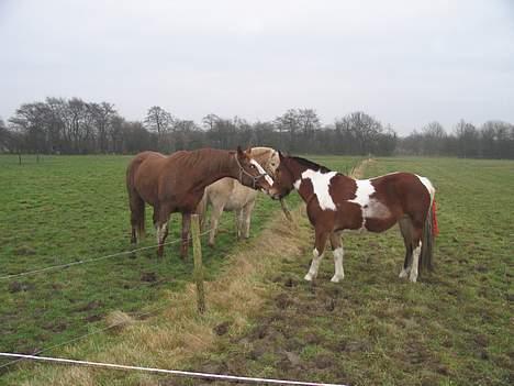 Pinto Pony Pocahontas - Har lige redet hende ud til marken ! nu er hun gald (hun er sammen med Klavs og Lisplet, hendes bedste(ste) venner) billede 6