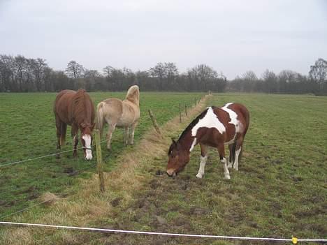 Pinto Pony Pocahontas - Hun er ude på marken ! billede 8