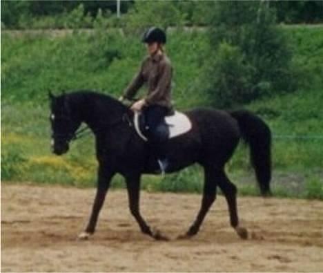 Shagya Araber (SH) Pasha db shagya 1830 - Hun er en flott ridehest! billede 4