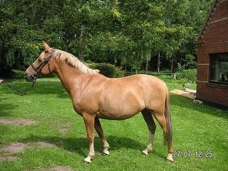 Anden særlig race Debbie  -  Debbie .. billede 1