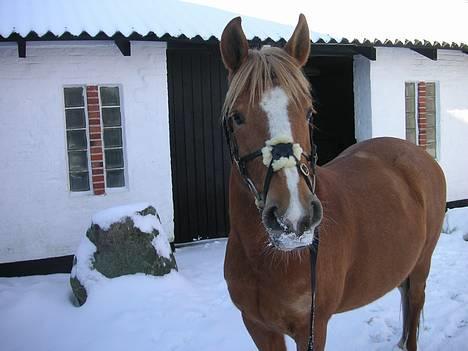 Anden særlig race Debbie  - Debbie ..  billede 2