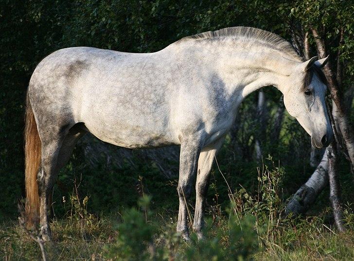 Pura Raza Española Nihilista1 billede 1