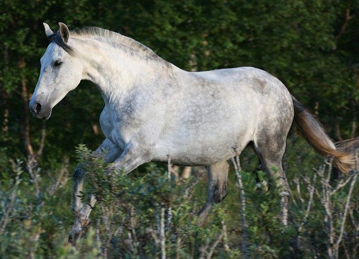 Pura Raza Española Nihilista1 - Nihilista  billede 2