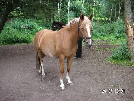 Anden særlig race Debbie  - Debbie  billede 5