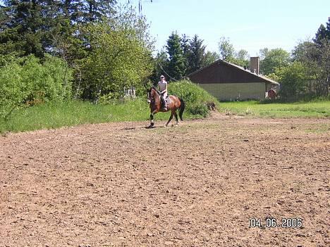 Dansk Varmblod Hanita - Mig og Hanita. opvarmning til spring. 2006 billede 2