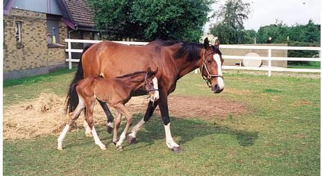 Dansk Varmblod Hanita - Hanita og hendes føl .. fra 2002. billede 6