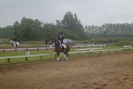 Dansk Varmblod Hanita - Til stævne i Skæve. her rider vi dressur, hvor vi vandt.  2003 eller 2004 ?  billede 5