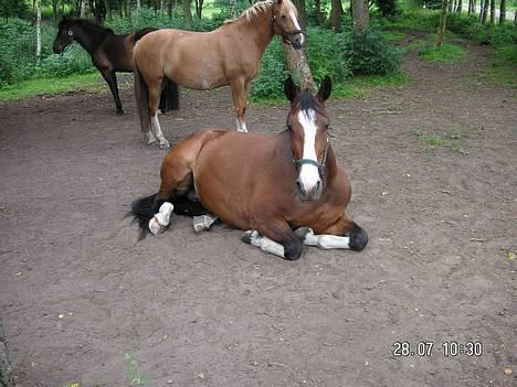 Dansk Varmblod Hanita - 30 Juli , om morgenen . Hanita var stadig træt :-) 2005 billede 3
