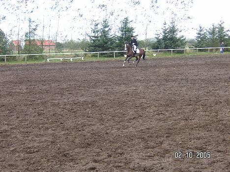 Dansk Varmblod Hanita - LC skæve. 2 okt. 2005 billede 4