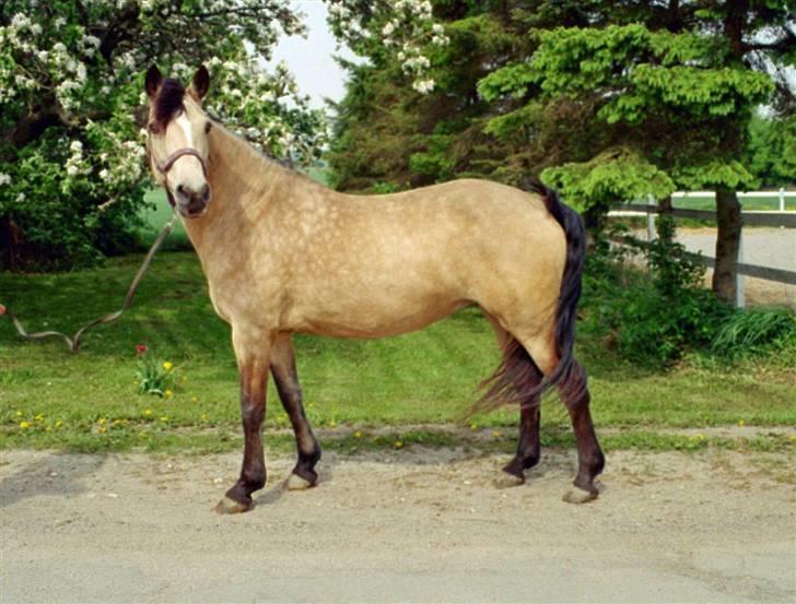 Connemara Mosens Rose Maree - min dejlige skat billede 3