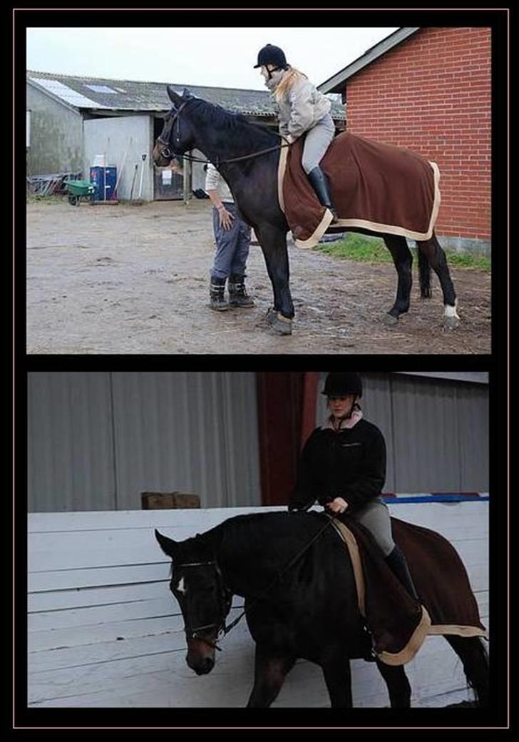 Anden særlig race Pepsi "SOLGT" - Pepsi der varmer op til sin salgsvideo :o) Stakkels hest :( ;) Foto: Jens S. billede 2