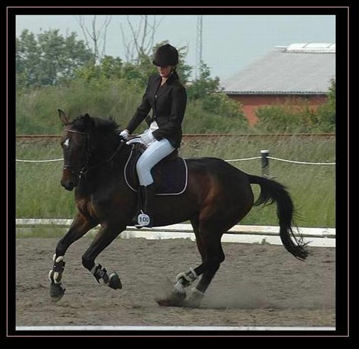 Anden særlig race Pepsi "SOLGT" - Lidt galop på opvarmningsbanen :) Foto: Jens S. billede 5