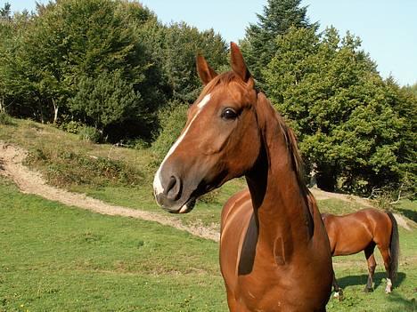 Anglo Araber (AA) Abeline - Royal Deluxe. Abelines lille dreng på 2 år billede 6