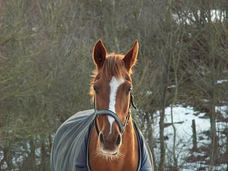 Anglo Araber (AA) Abeline - Abeline i vinter landskab... billede 9