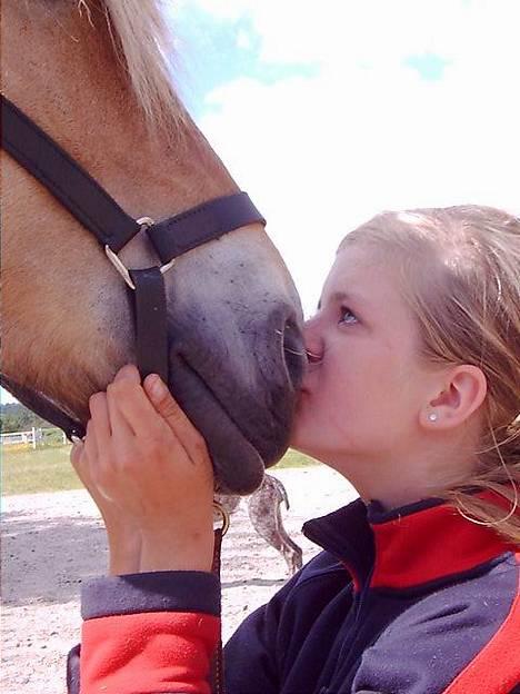 Fjordhest <"33Prins<"33 - Evig og ægte kærlighed <333 billede 1