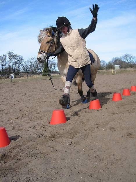 Fjordhest <"33Prins<"33 - Her er vi så til ponygames :-) Det er noget af det bedste ;-) Jeg havde sQ lidt svært med at holde balancen, da han gerne ville skubbu mig ned ;-D billede 4