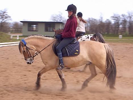 Fjordhest <"33Prins<"33 - Bare træning ;b billede 5