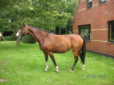 Dansk Varmblod Hanita - Model :D 29 juli. 2005 billede 7