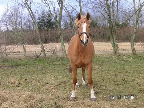 Anden særlig race Debbie  - efter løbetur på marken, stod hun abre og kiggede åndsvagt på mig !  billede 6