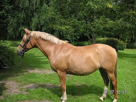 Anden særlig race Debbie  - .. billede 7