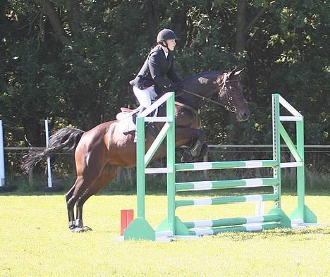 Holstener DH Locir - Almost Perfect - Lii et bette spring i LB`en! billede 2