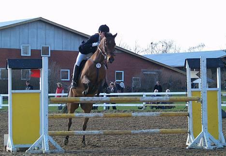 Hollandsk Sportspony Sjanoe - solgt - Sjanoe i Ikast mb? billede 8