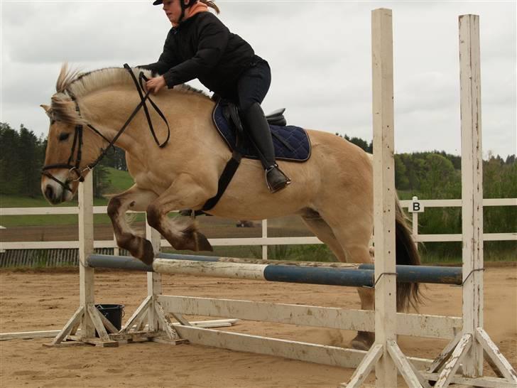 Fjordhest Felix - Lille felix springer haha :P så fint billede 2