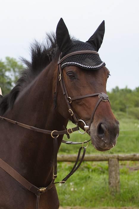 Holstener DH Locir - Almost Perfect - Se lige den smukke tøz.......!! billede 7