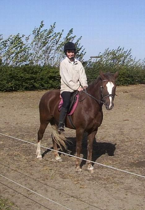 Tysk Sportspony Bella billede 2