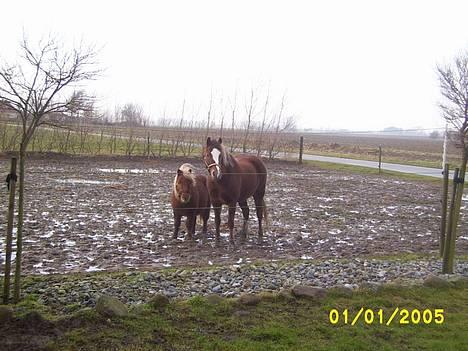 Tysk Sportspony Bella - Min bedste - og eneste ven på folden.... Buller billede 8