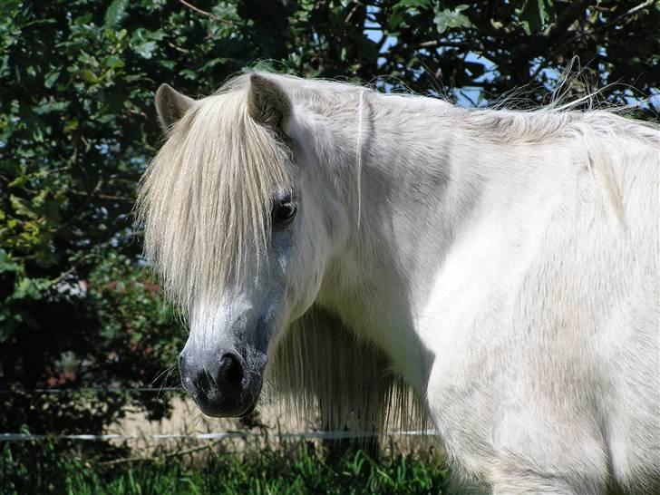 Anden særlig race <3 Laura <3 † R.I.P †  - Anne og Laura nutid, datid, kærlighed ALTID,. min elskede Pony <3 © Annøh . billede 1