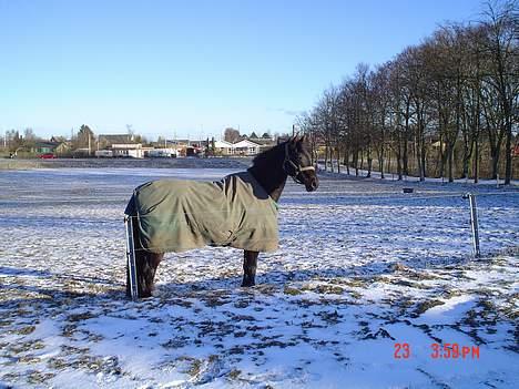 Dansk Varmblod Bernando billede 1