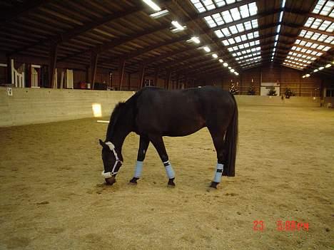 Dansk Varmblod Bernando billede 2