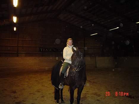 Dansk Varmblod Bernando billede 3