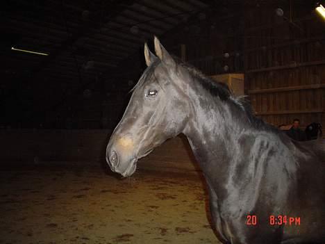 Dansk Varmblod Bernando billede 4