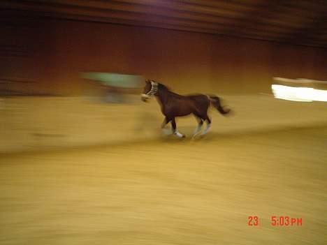 Dansk Varmblod Bernando billede 5