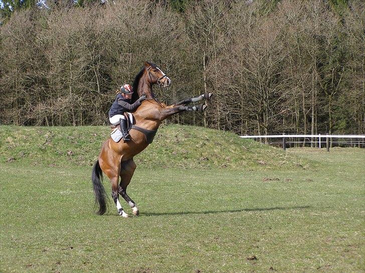 Dansk Varmblod Casper *byttet væk* - Casper 2010 billede 1